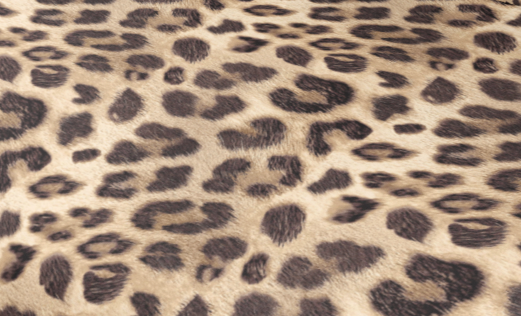 Leopard Luxe 5-Piece Queen Bedding Set